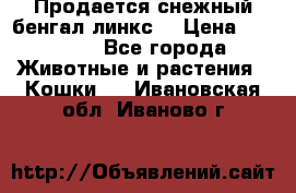 Продается снежный бенгал(линкс) › Цена ­ 25 000 - Все города Животные и растения » Кошки   . Ивановская обл.,Иваново г.